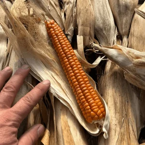 product-grid-gallery-item Flint Corn